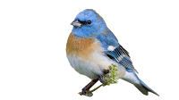 blue-bird.png