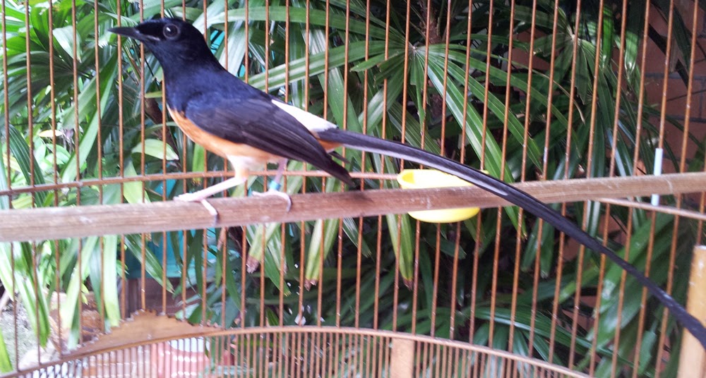 Ternak Burung Kicau: Perawatan dan setelan burung murai 