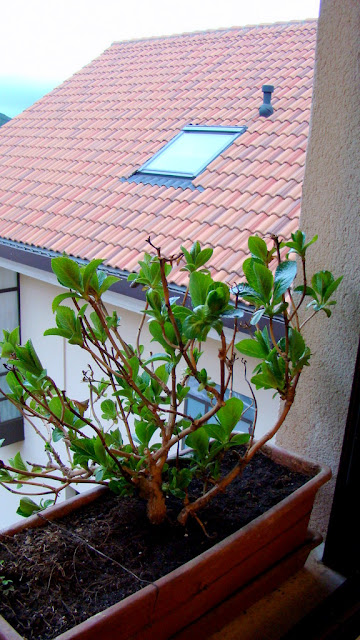 Hortensia (Hydrangea macrophylla (Thunb.) Ser.).