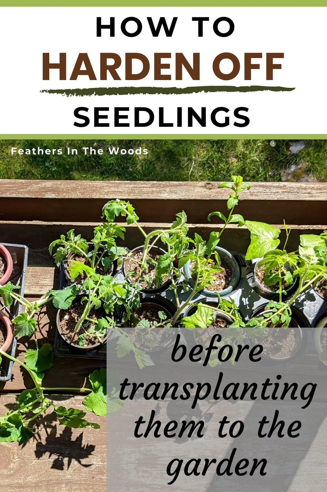 How to harden off seedlings Feathers in the woods How to harden off seedlings Feathers in the woods
