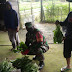 Wujudkan Hanpangan di Masa Covid-19, Babinsa Koramil 0910-03/Malinau Kota Terus Dampingi Petani