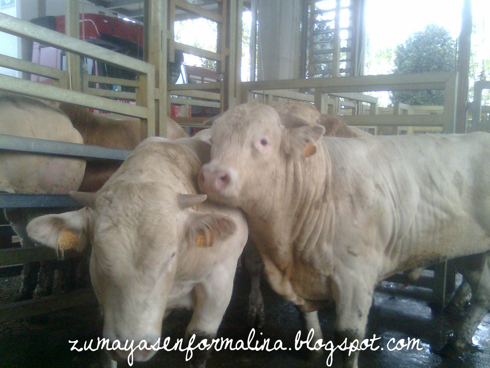 ZUMAYAS EN FORMALINA Así se obtiene la piel de vaca