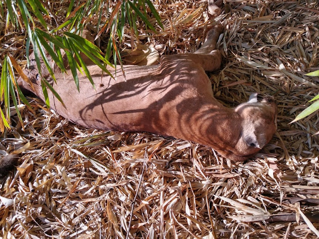 Com espécie ameaçada de extinção, onça-parda é encontrada morta com marca de tiro em Rancharia Com espécie ameaçada de extinção, onça-parda é encontrada morta com marca de tiro em Rancharia