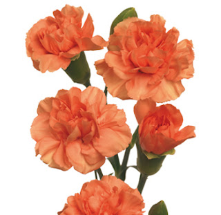 Canada Floral Delivery Blog: Carnation Facts & Trivia