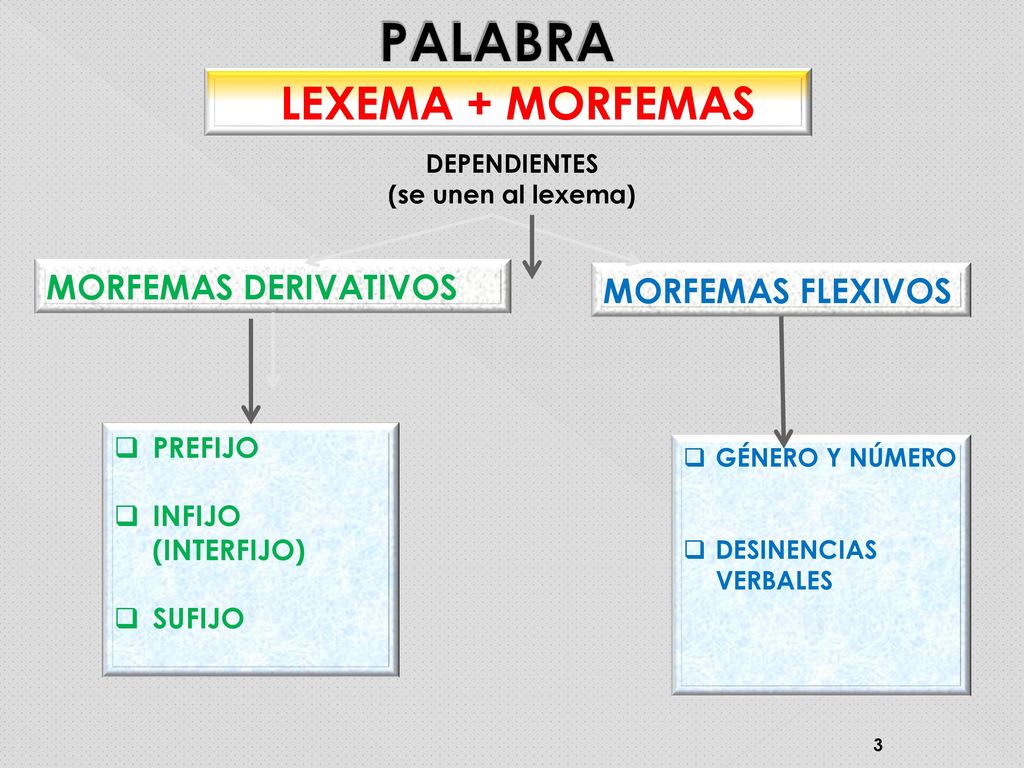 Huertalengua REPASAMOS LA ESTRUCTURA DE LA PALABRA