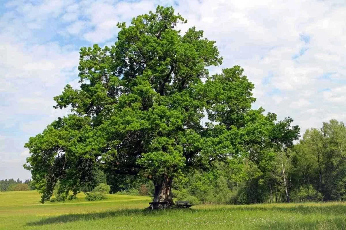 Stieleiche – Sommereiche – Quercus robur