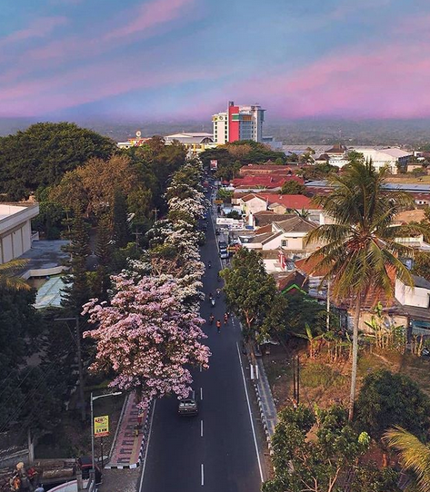 Mekarnya Bunga Tabebuya Surabaya | Bunga Sakura ala Indonesia
