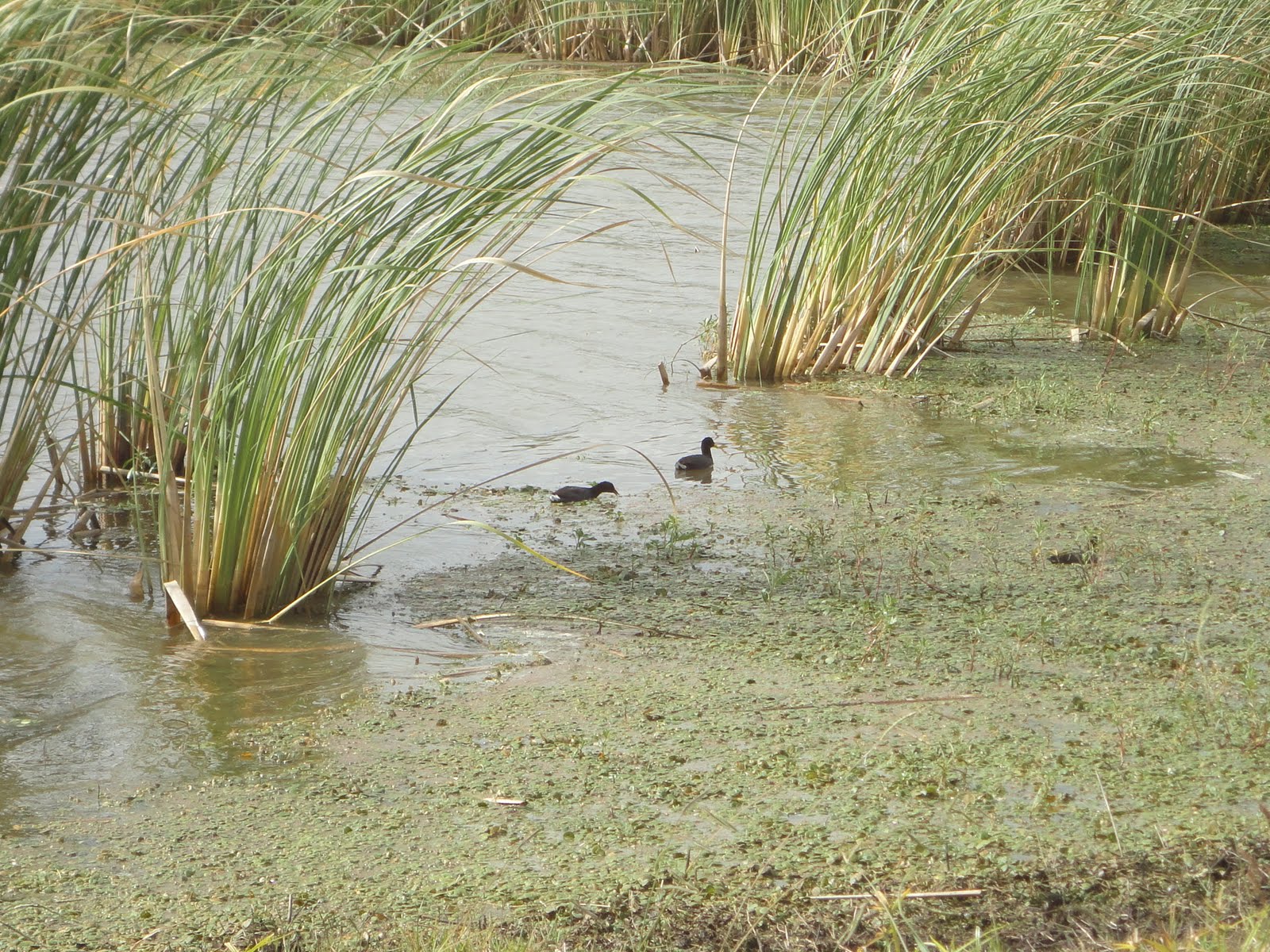 Trueno Tour LA LAGUNA DE RANCHOS