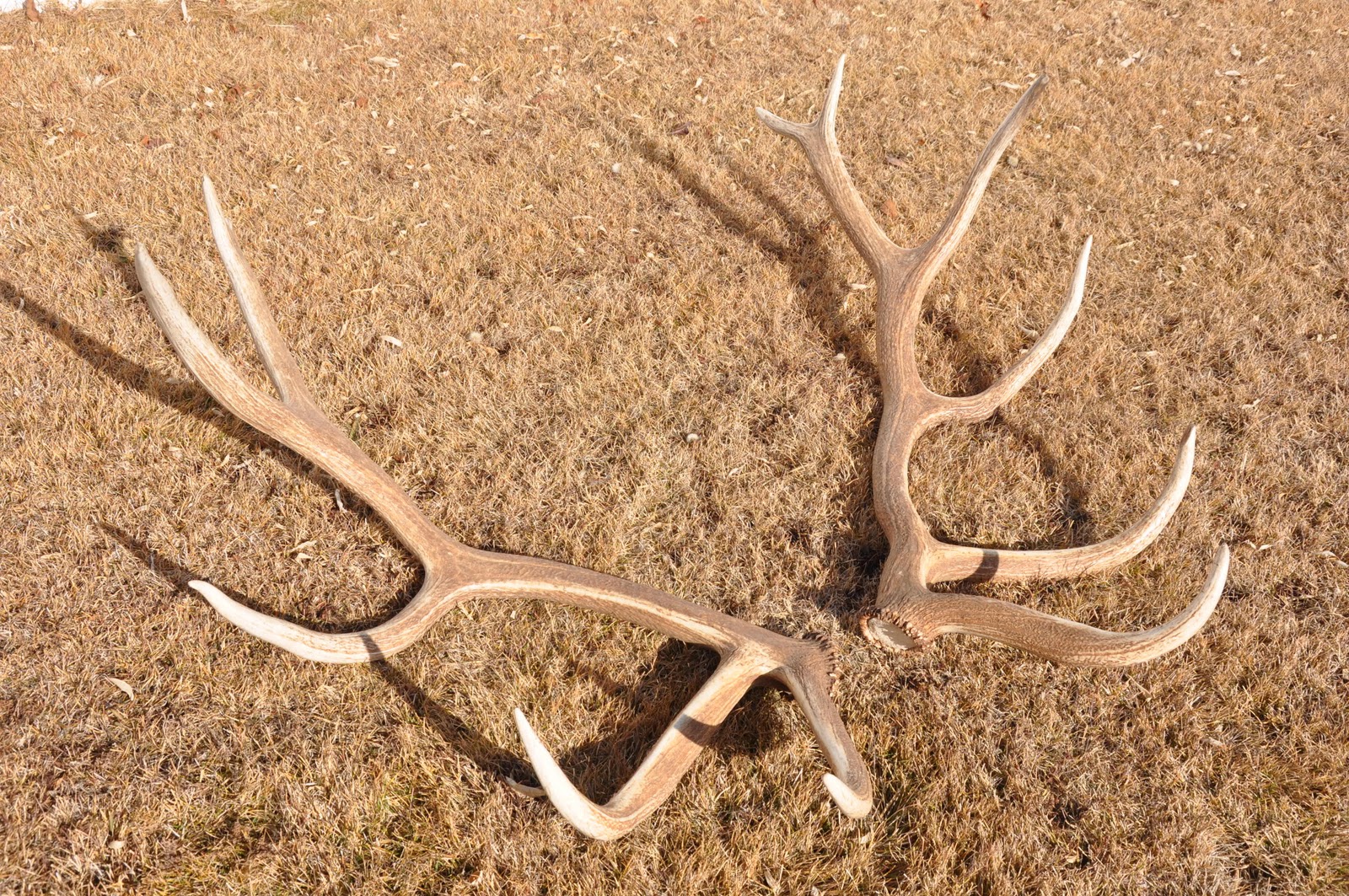 Wild Day Utah Shed Antlers