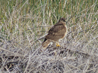 Lower Klamath National Wildlife Refuge