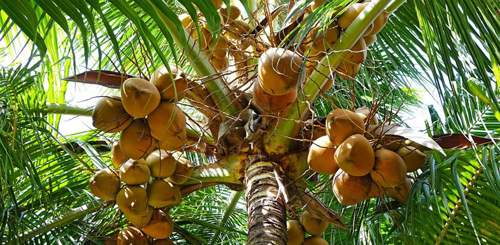 Brazil Coconut Sugar Supplier [ WA : +62 818 0598 7695 ]