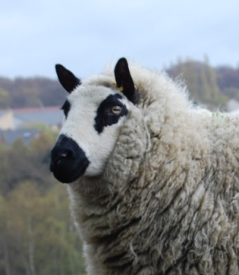 Kerry Hill Sheep Temperament, Characteristics, Weight, Wool Quality