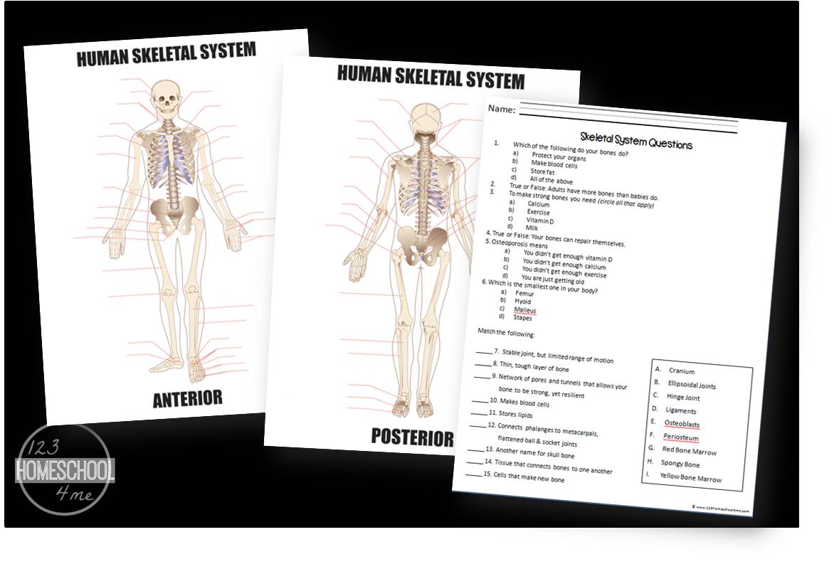 Worksheets Skeletal System Worksheet free skeletal system worksheets kids sytstem for are part of a human body unit