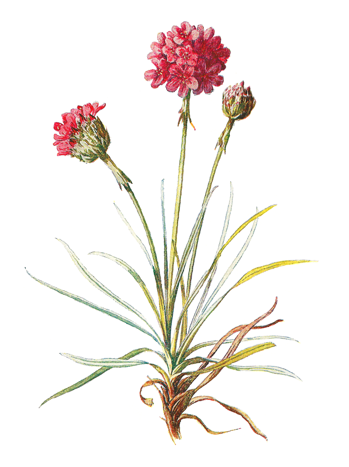 flower illustration clipart - photo #35