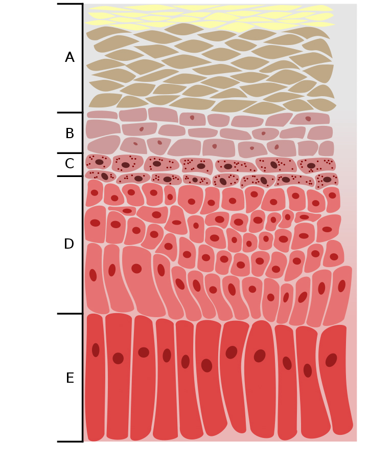 人間の表皮の五層：角質層と淡明層と顆粒層と有棘層と基底層