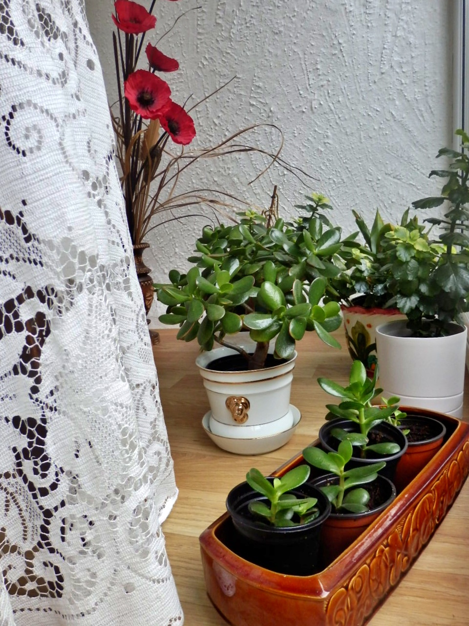 Mike's Cornwall The Jade Money Plant Attracts Money!