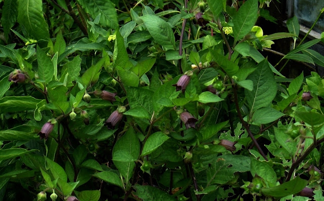 La belladona (Atropa belladonna)