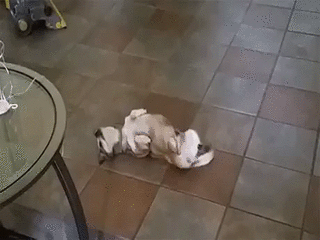 1.gif
