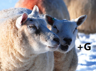 the-linguist-logs-mnemonics-made-me-do-it-animal-words-in-chinese-via
