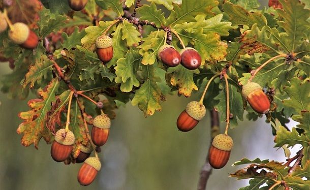 acorn and oak leaf meaning acorn and oak leaf meaning