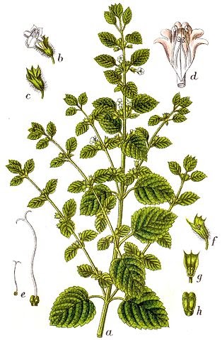 Legendary Lemon Balm