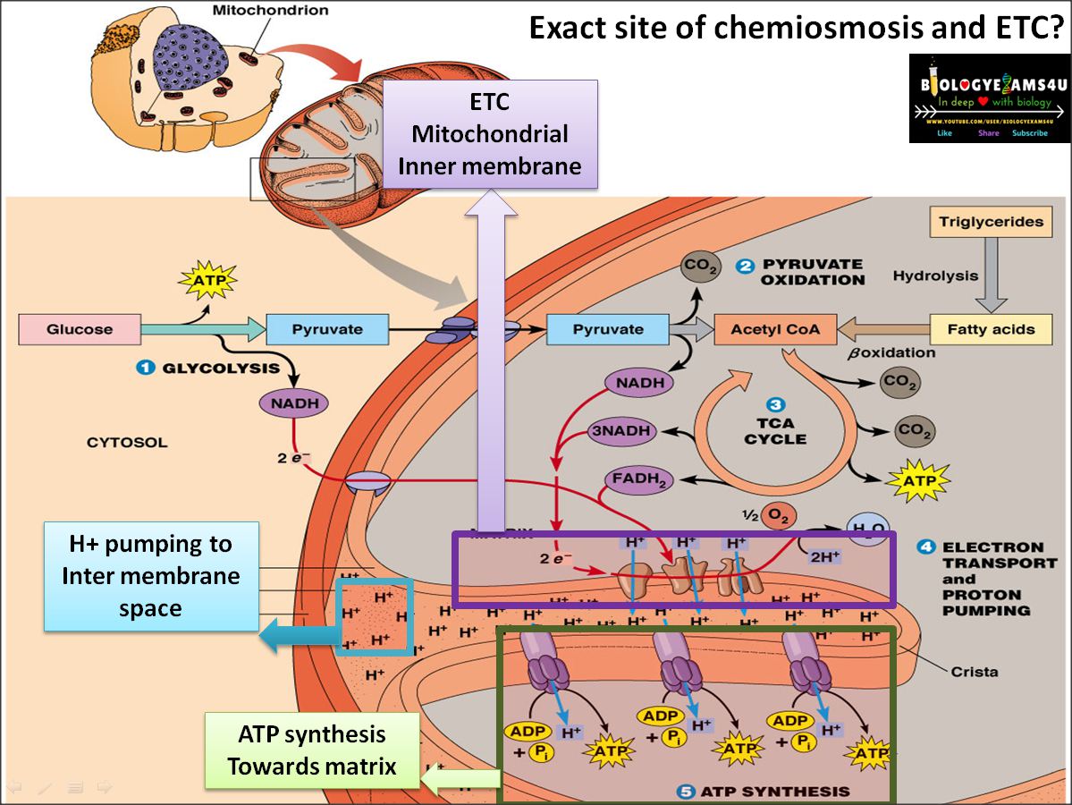 cell respiration steps