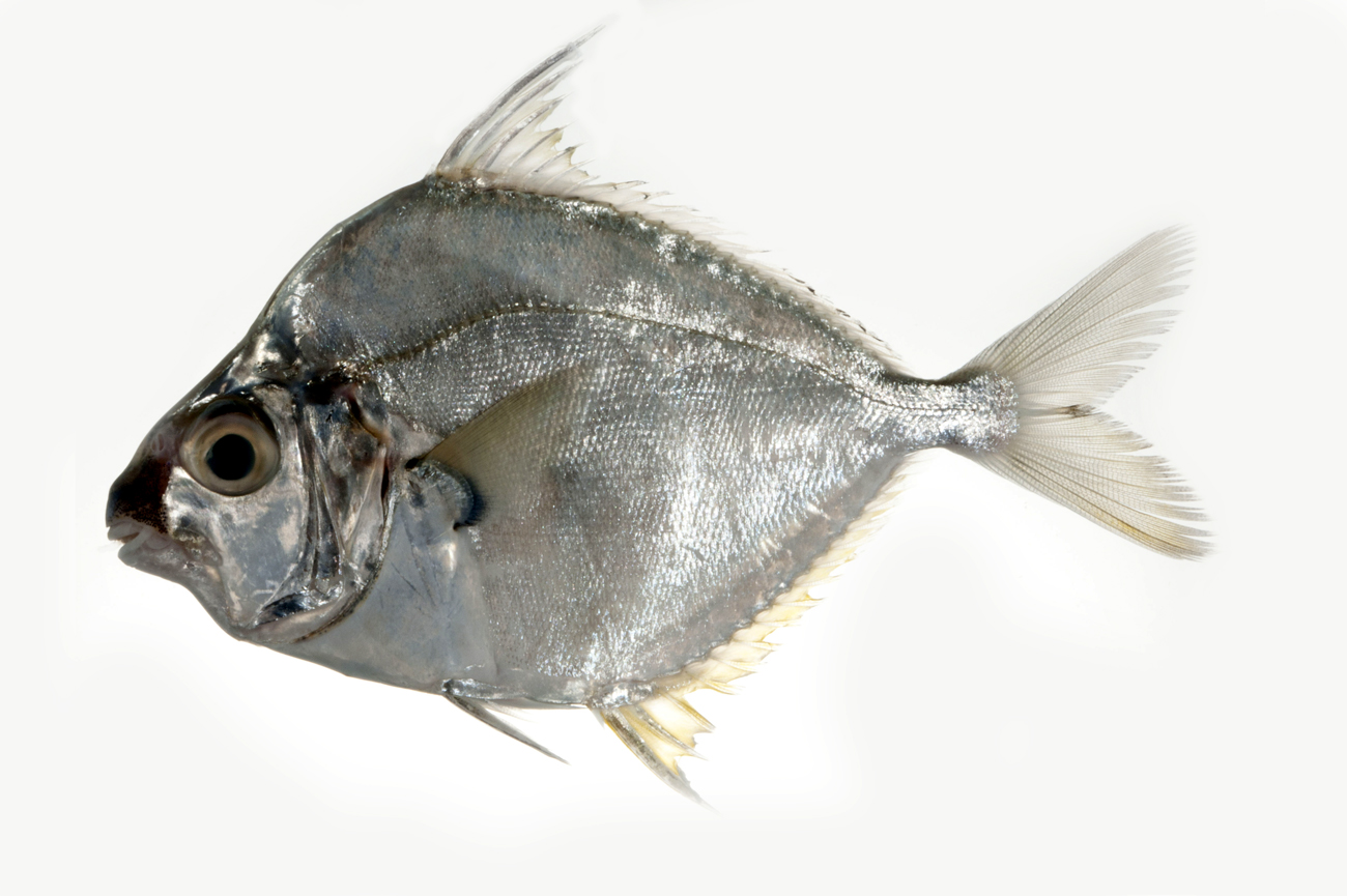 Jenis - Jenis Ikan Air Laut Ekonomis Penting [Bagian 11] - Lalaukan