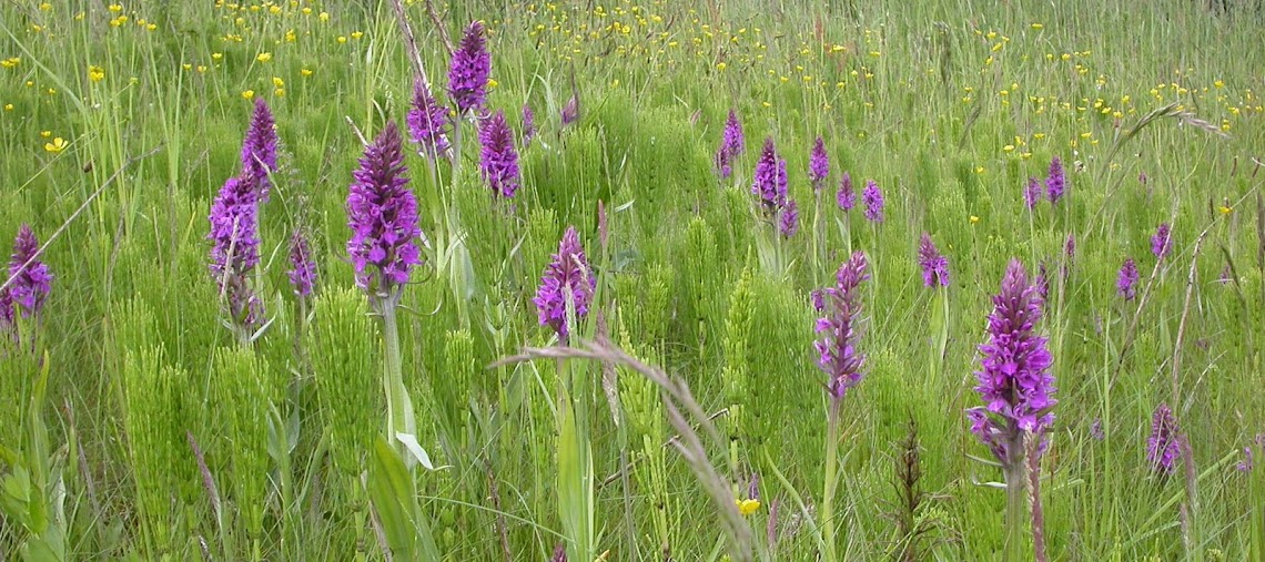 Southern Marsh Orchids