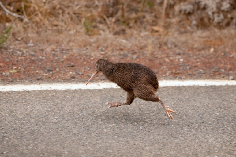 Kiwi bird eggs, size & facts, How many Kiwi birds are left?