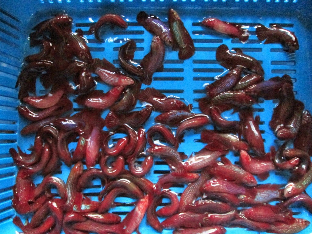 CIRI IKAN CUPANG STRESS DAN CARA MENGATASINYA - Ikan Cupang