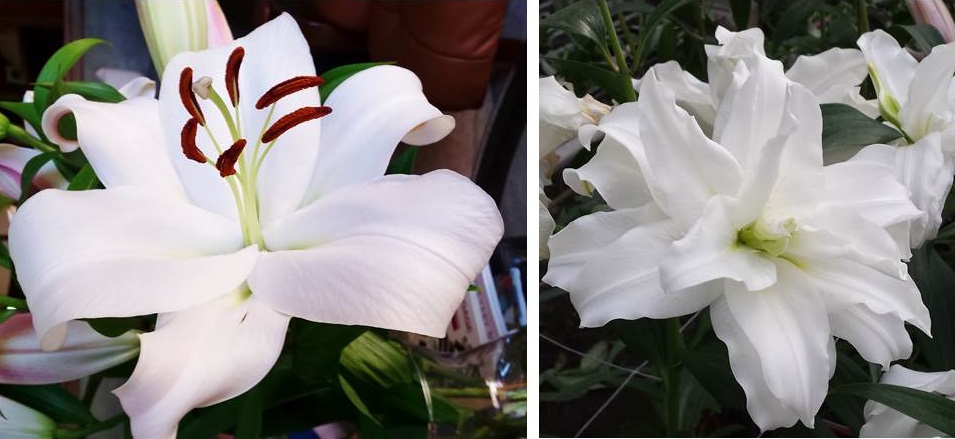 Flower Talk: Learn About White Oriental Lilies