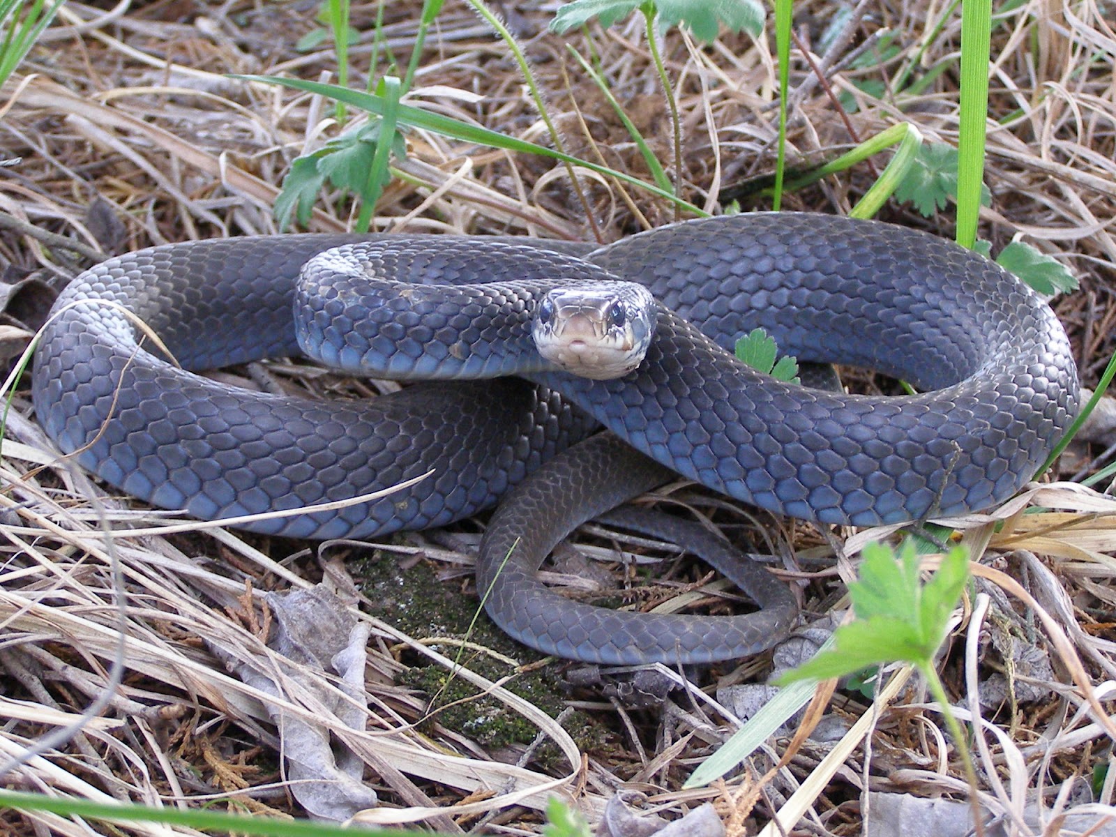 Blue Jay Barrens: Black Racer Looking Blue