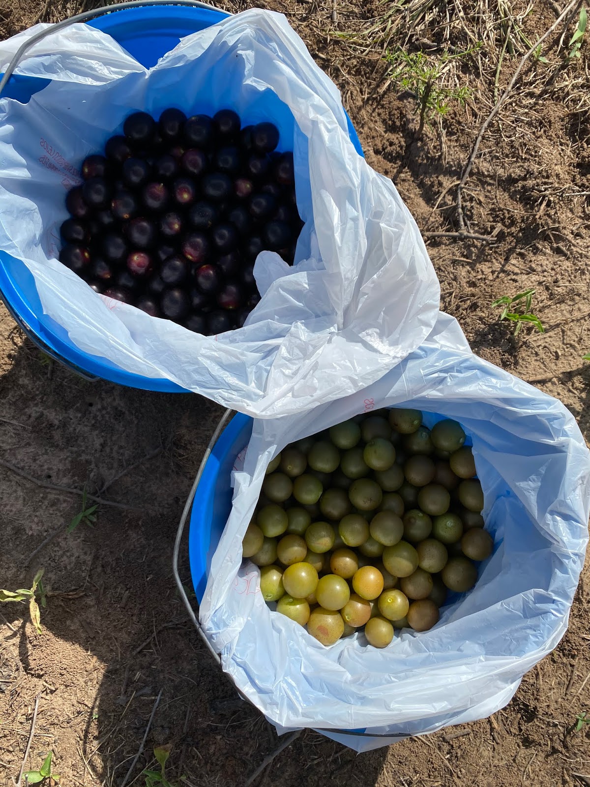 Eat Local Tallahassee Muscadine Grape Jelly