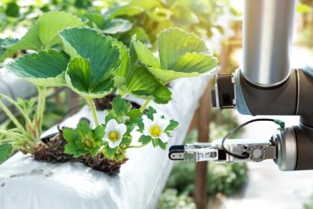 robot cosechador en invernadero