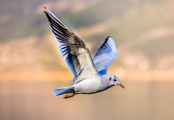 Kenapa Burung Bisa Terbang ? Berikut Penjelasannya - ETS WORLDS