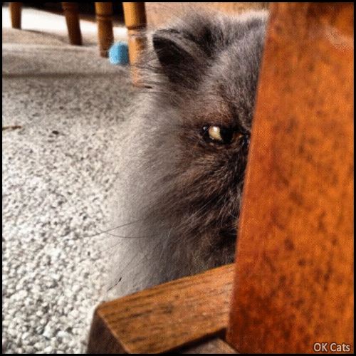 Art Cat GIF with caption • Blue Persian cat is watching his prey. SOON, very SOON... [ok-cats.com]