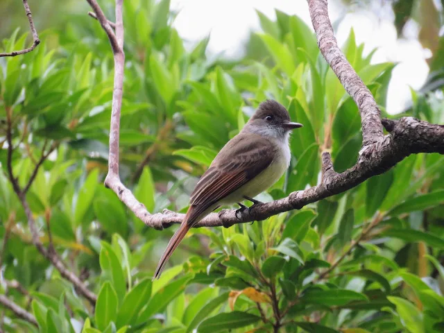 Costa Rica Birds - Brown-crested flycatcher