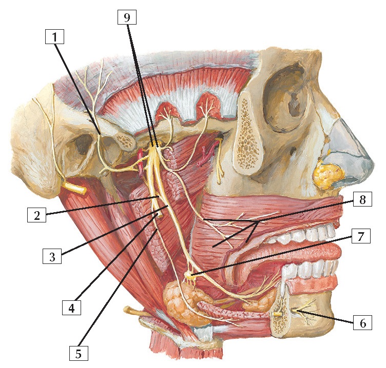 Mandibular Nerve (CN V3) Anatomy