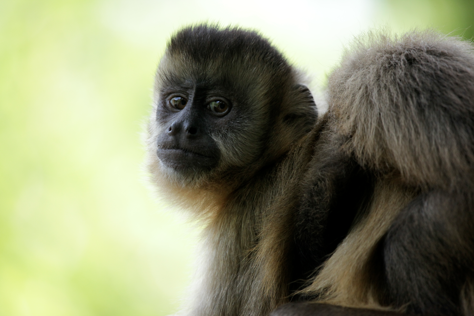 At Darren's World of Entertainment Amazonia Movie Review