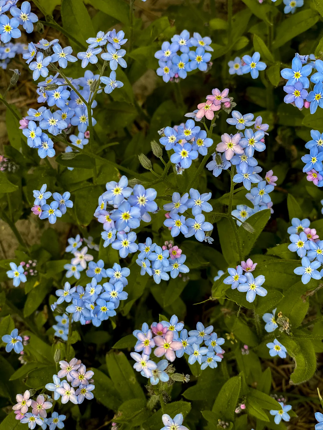 forget me nots