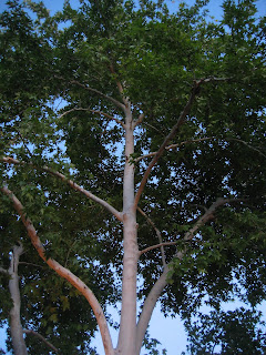 Trees, nothing more or less