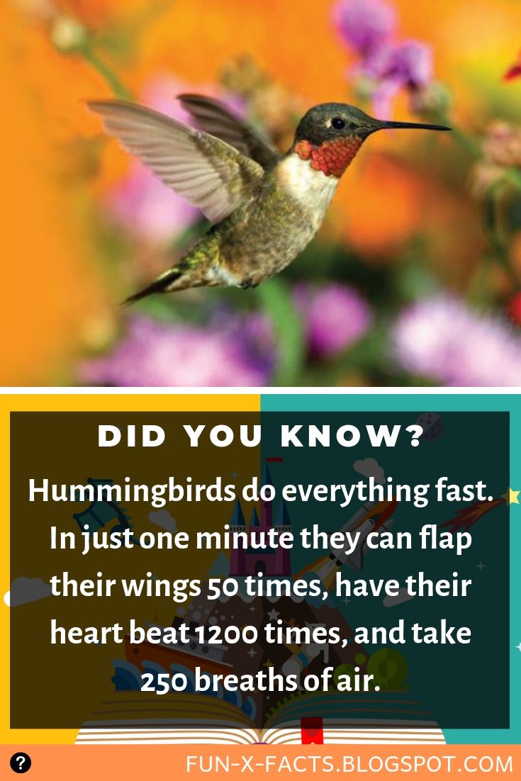 Hummingbirds do everything fast Amazing WTF Facts