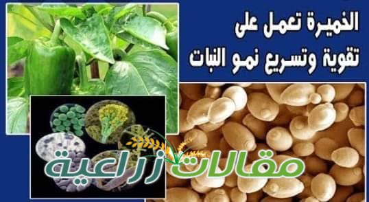 كيف تعمل من الخميرة مسرع ومنشط لنمو النباتات - مقالات زراعية