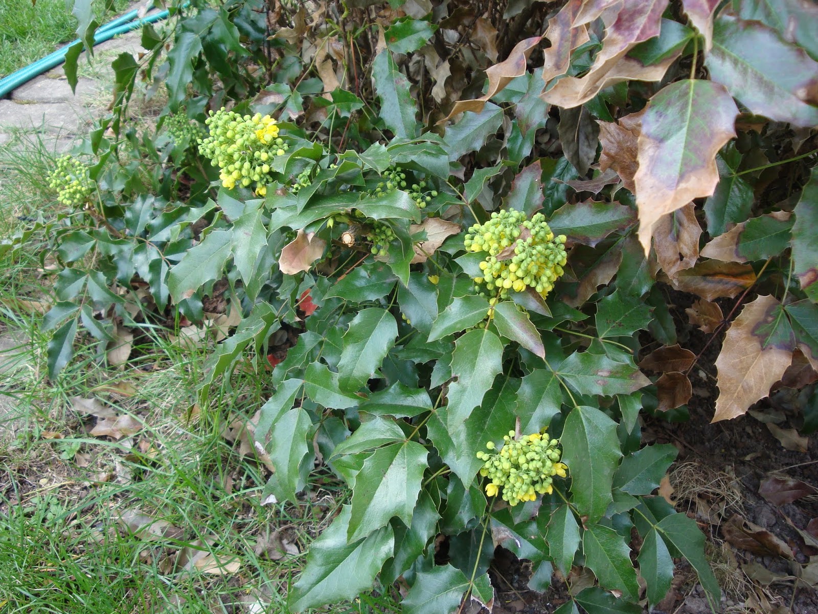 Ogrod Tamaryszka Mahonia Pospolita Dlaczego Mam Ja W Ogrodzie