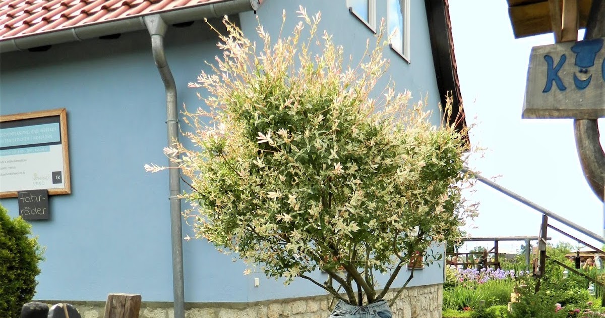 Gatersleber Briefe Offene Gärten rund um den Alten See (I) Den