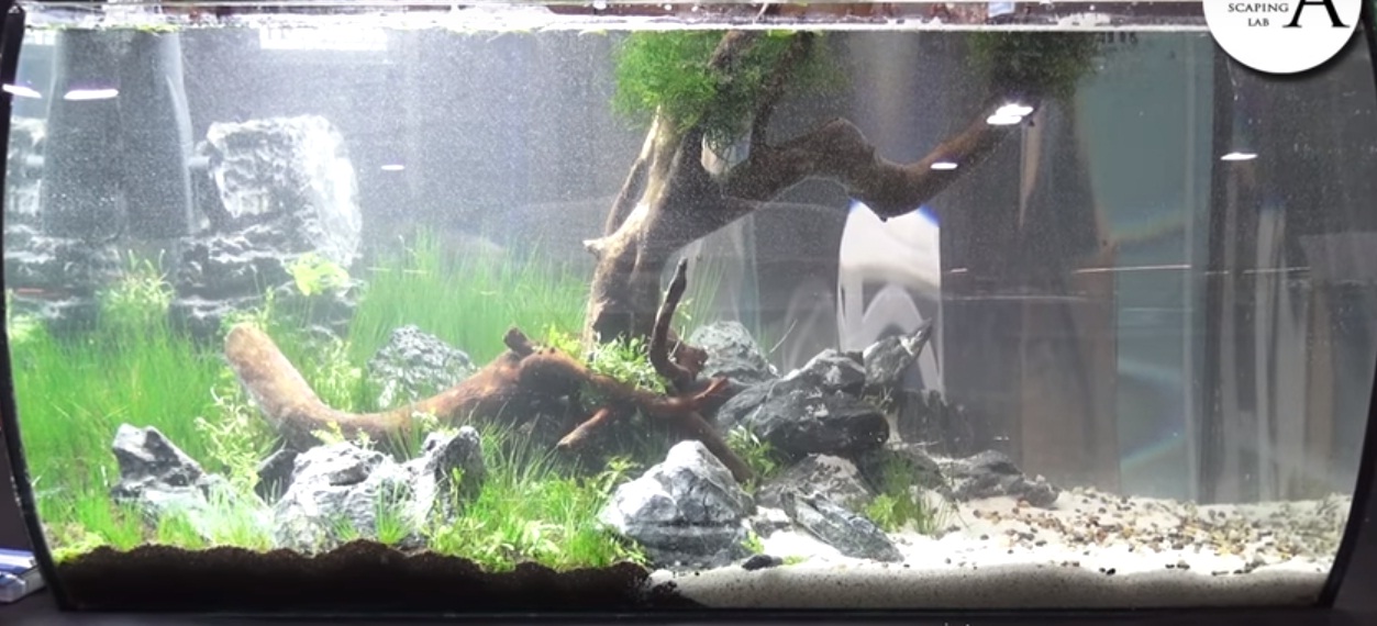 Contoh Gambar Aquascape Dan Jenis Tanaman Alam Ikan