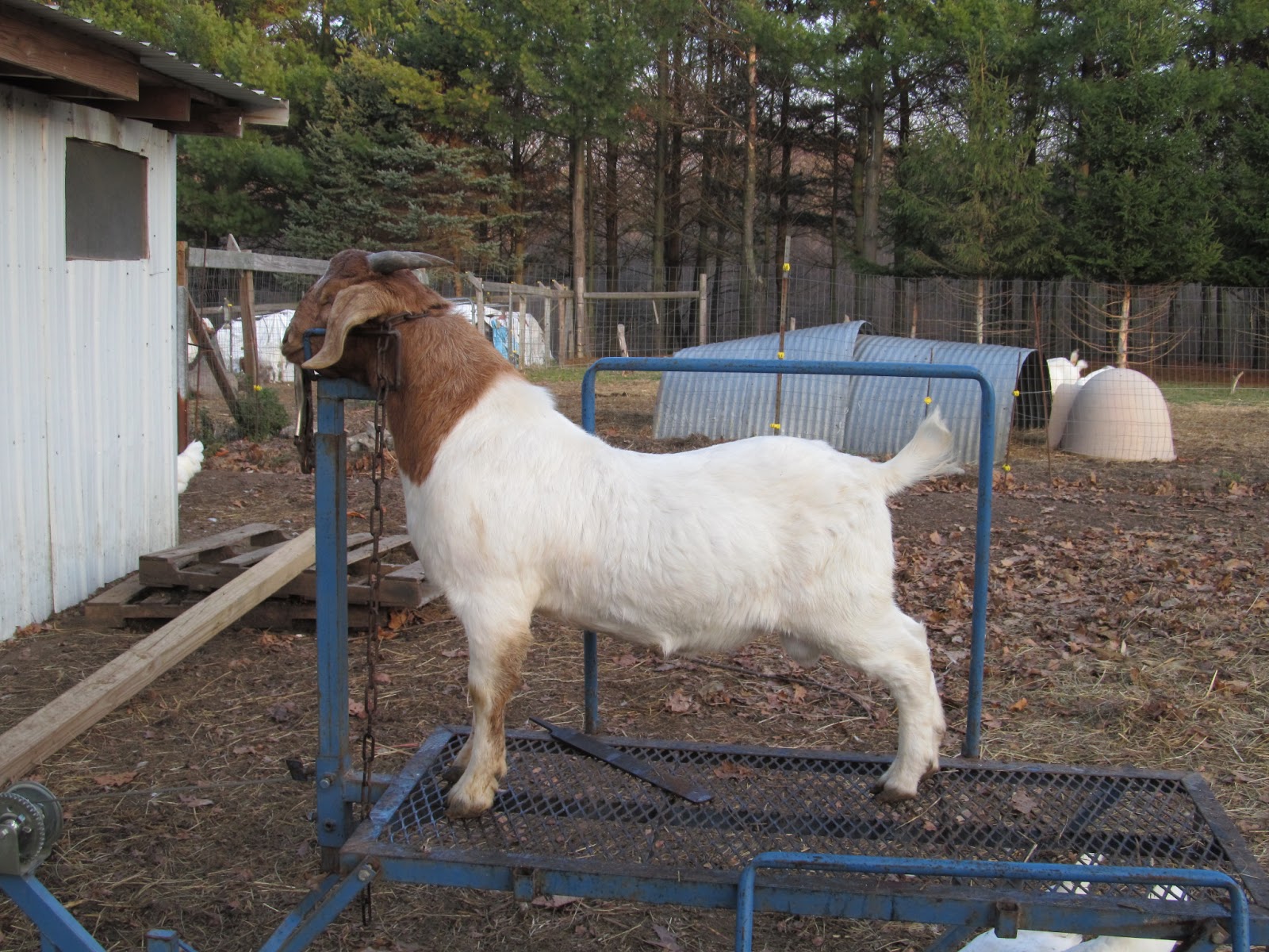 JTTF BOER GOATS Young Bucks For Sale