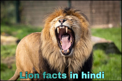 Facts About Lion In Hindi