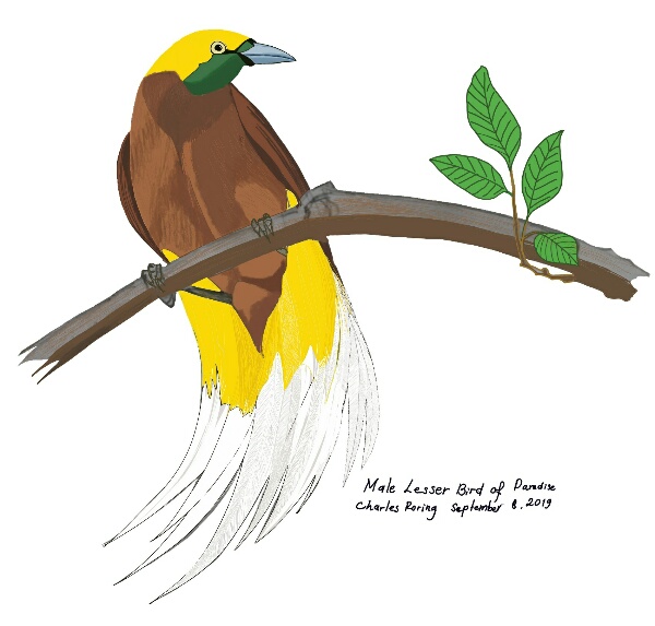 Gambar Burung Cendrawasih (Paradisaea minor). Burung Surga ini hidup di hutan hujan tropis Papua.