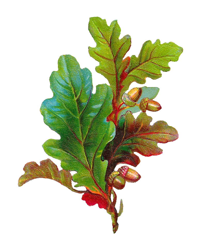 vintage leaf clip art - photo #5